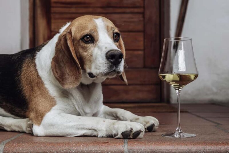 Bolzano: Wine Tasting at SKYWINE Pavilion with Views - Tasting the Six Biodynamic Wines