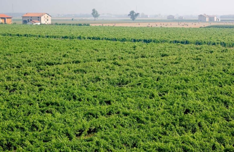 Bomporto: Balsamic Vinegar Tasting & Vintage Car Museum - Key Points