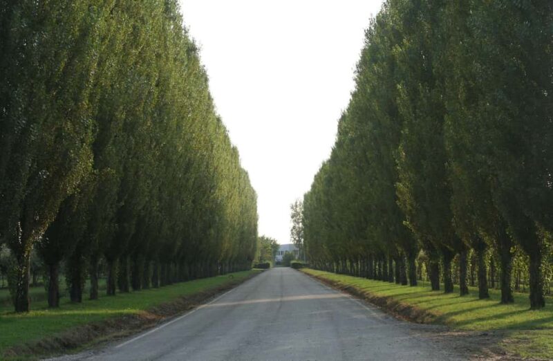 Bomporto: Balsamic Vinegar Tasting & Vintage Car Museum - Final Thoughts on the Bomporto Balsamic & Car Experience