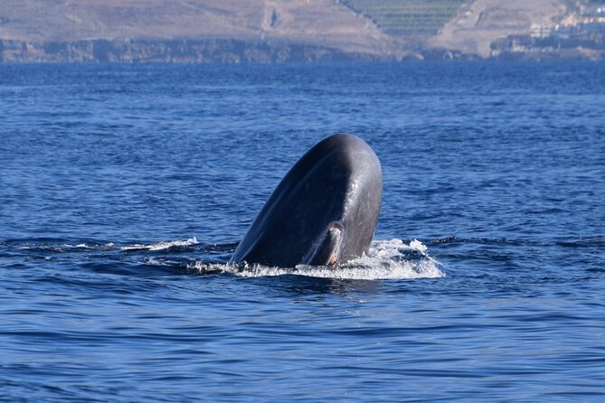 Bonadea II Ecological Whale Watching, 2 hours - Bonadea II Ecological Whale Watching: A 2-Hour Marine Adventure in Tenerife