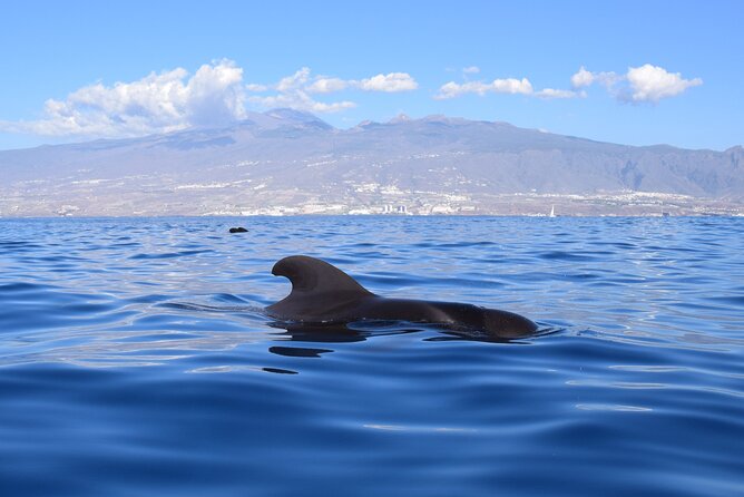 Bonadea II Ecological Whale Watching, 2 hours - The Expertise and Passion of the Guide, Sergio