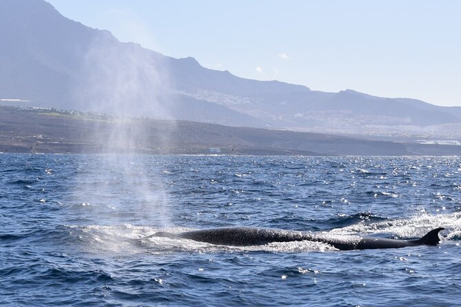 Bonadea II Ecological Whale Watching, 2 hours - The Pacing and Duration of the Tour