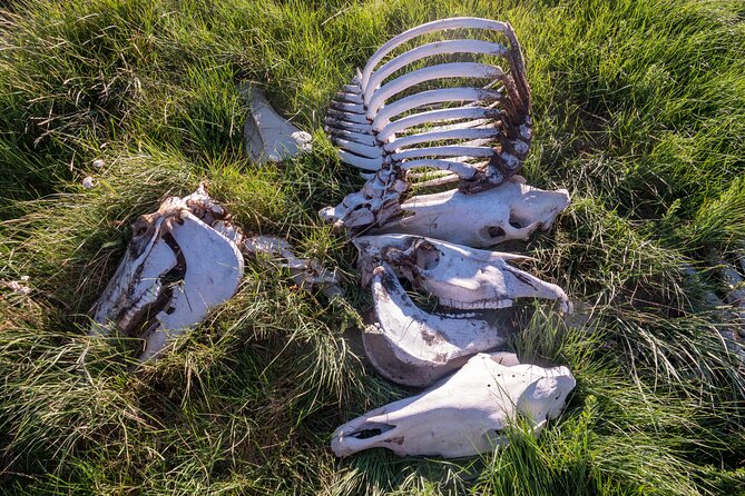 Bone Hunting in Wyoming - Bone Hunting in Wyoming: An Off-Trail Skeleton Search Experience