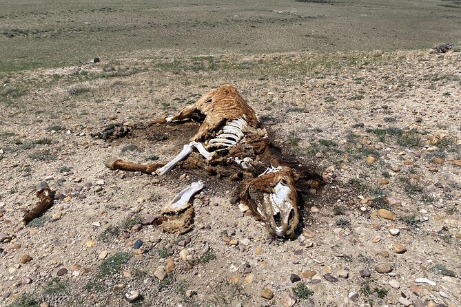 Bone Hunting in Wyoming - Practical Details: Meeting Point and Transportation