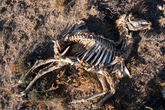 Bone Hunting in Wyoming - What to Expect During the Bone Hunting Adventure