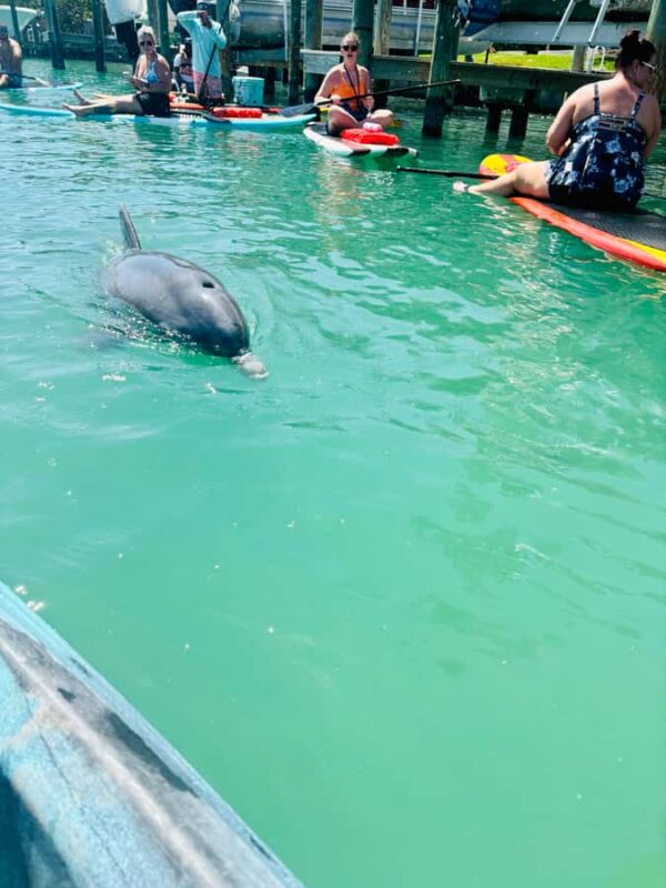 Bonita Springs Dolphin, Manatee & Sea Turtle Adventure Tour! - Key Points