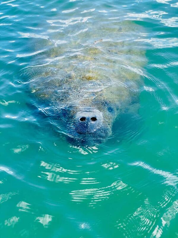 Bonita Springs Dolphin, Manatee & Sea Turtle Adventure Tour! - Exploring Bonita Springs Pristine Waterways
