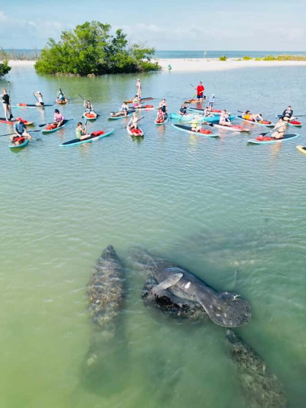 Bonita Springs Dolphin, Manatee & Sea Turtle Adventure Tour! - The Guide’s Role and Expertise