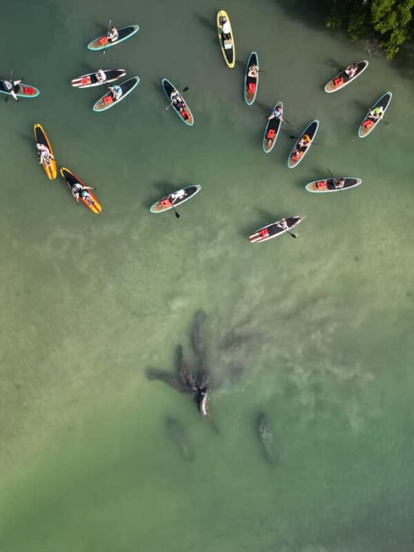 Bonita Springs Dolphin, Manatee & Sea Turtle Adventure Tour! - Equipment and Accessibility