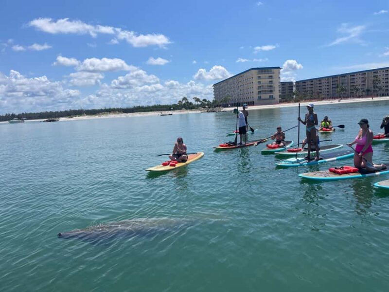 Bonita Springs Dolphin, Manatee & Sea Turtle Adventure Tour! - Comparing Similar Tours