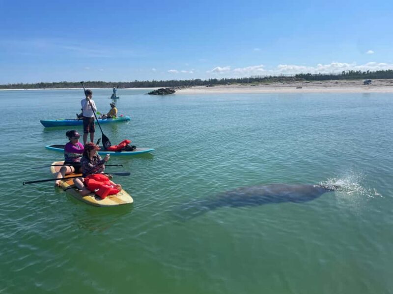 Bonita Springs Dolphin, Manatee & Sea Turtle Adventure Tour! - Bonita Springs Dolphin, Manatee & Sea Turtle Adventure Tour: Final Thoughts