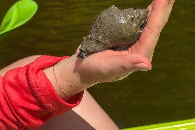 Bonita Springs Eco Kayak Tour  Best Gear, Premium&Clear Kayaks - Pacing, Group Size, and Physical Requirements