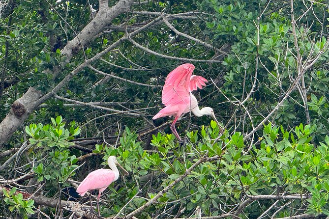 Bonita Springs Eco Kayak Tour  Best Gear, Premium&Clear Kayaks - Additional Inclusions and Amenities