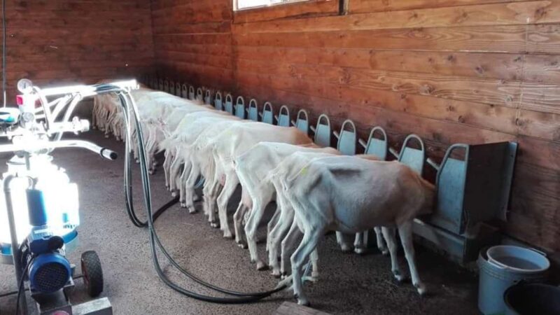 Bonorva: discover a farm with traditional lunch - Cheese-Making Workshop in Bonorva