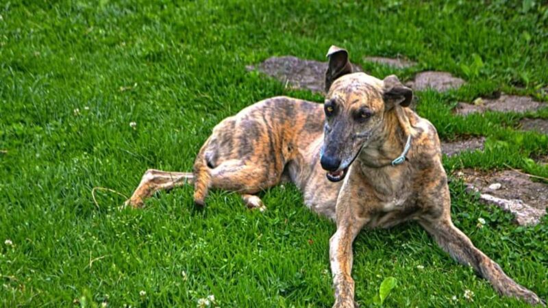 Bonorva: discover a farm with traditional lunch - Tasting a Traditional Sardinian Farm Lunch