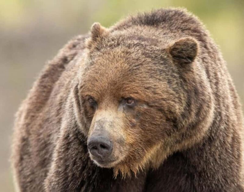 Book Private Tour for Banff-Yoho-Kootenay & Jasper Parks - Relaxing at Radium Hot Springs