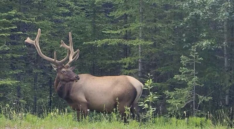 Book Private Tour for Banff-Yoho-Kootenay & Jasper Parks - Logistics and Booking Flexibility