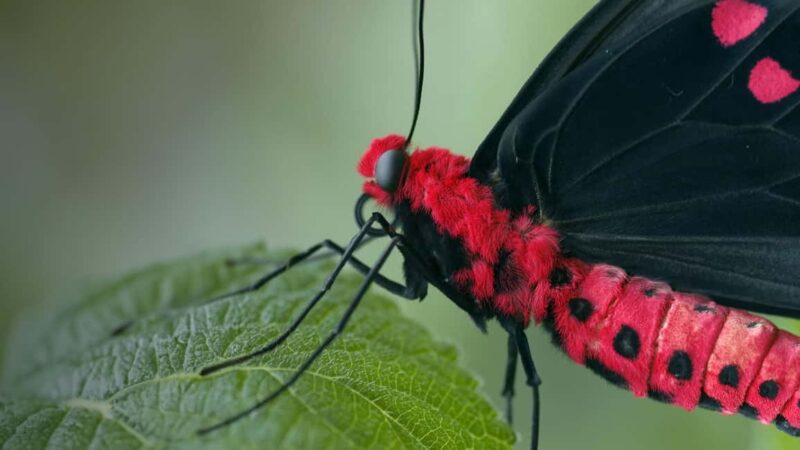 Bordano: Butterfly House Entry Ticket - Key Points