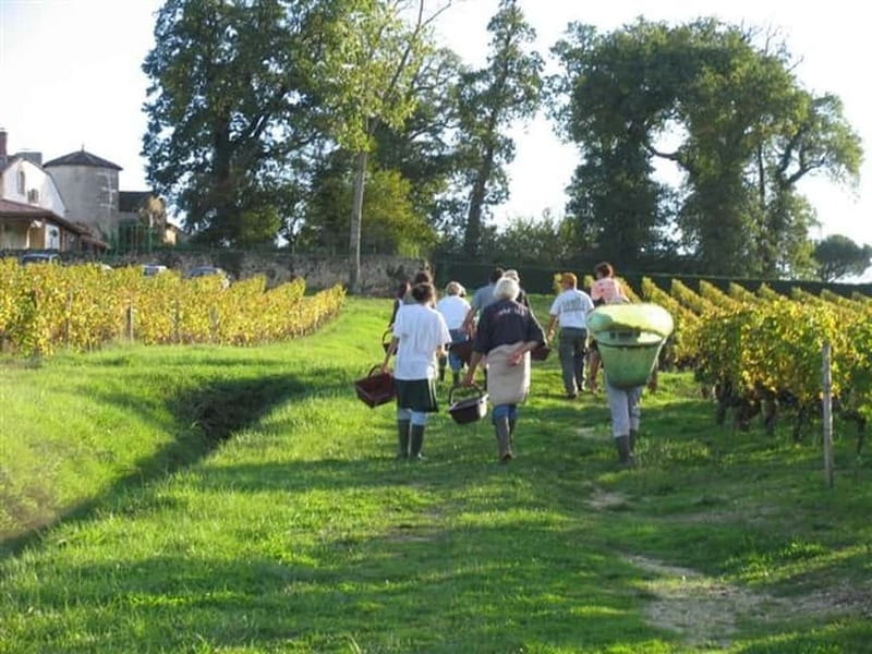 Bordeaux: Graves, Pessac-Léognan, and Sauternes Vineyards - Visit to Two Châteaux with Guided Tours