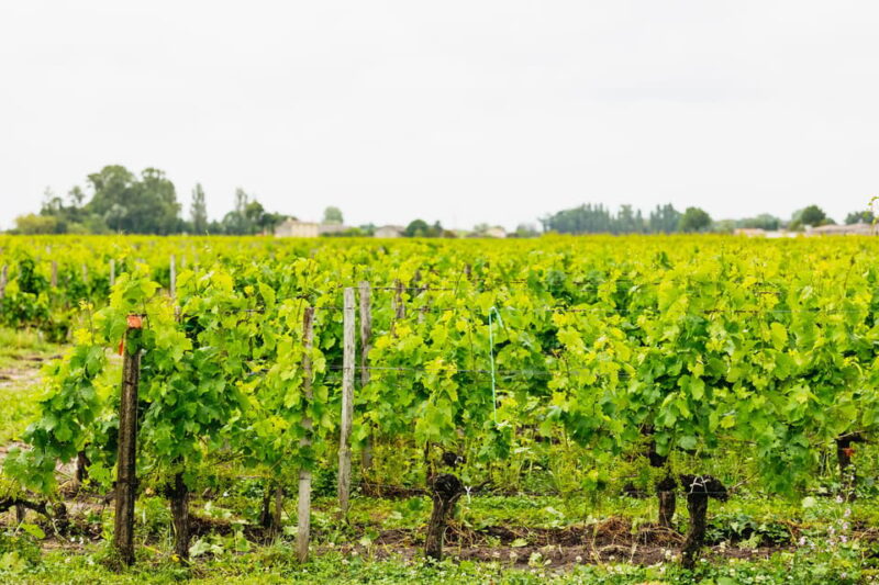 Bordeaux: St. Emilion Day Trip with Wine Tasting and Lunch - Included Amenities and Practical Details