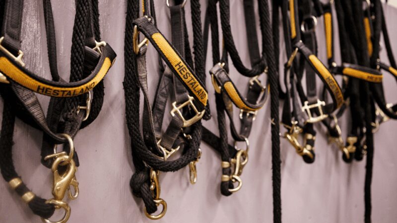 Borgarnes: Horseback Riding Tour with Prep Lesson - Scenic Trail Riding Through Icelandic Countryside