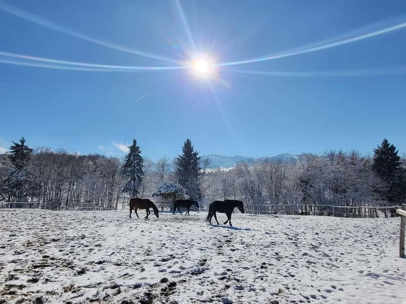 Borovets: Horse Riding Experience - Visiting the Historic Butch Ranch