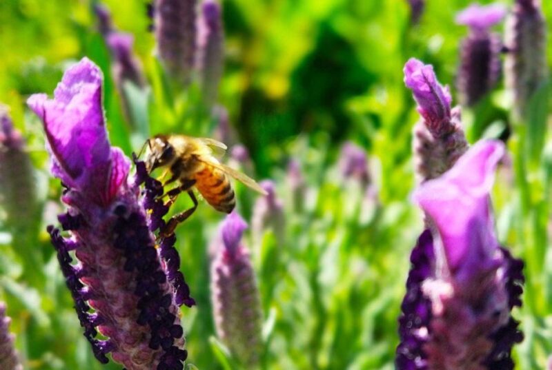 Bosa: discover the products of the beehive - Practical Details: Meeting Point and Accessibility