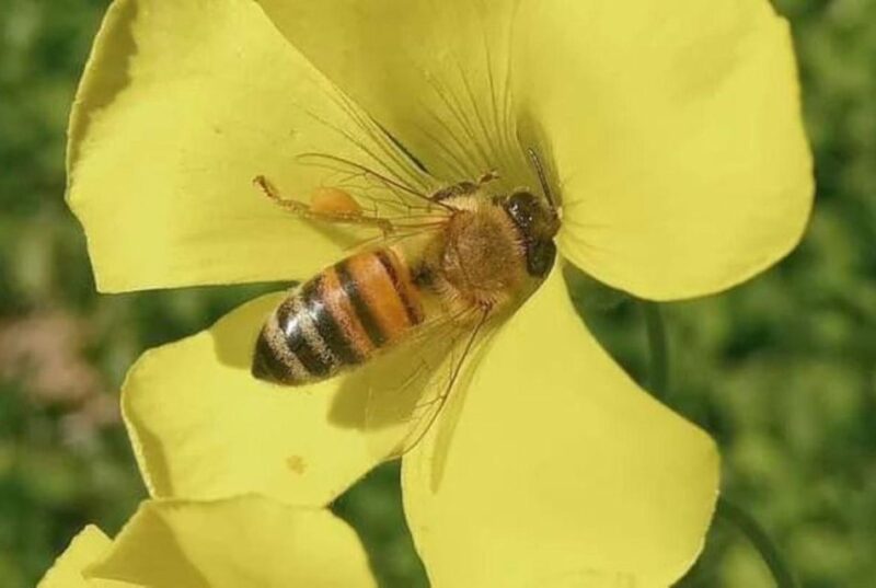 Bosa: discover the products of the beehive - The Value of a Two-Hour Beekeeping Experience in Sardinia