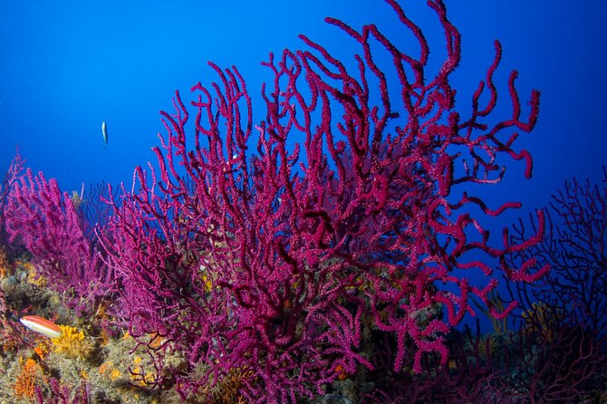 Bosa Diving Baptism - What’s Included in the Dive Baptism Experience