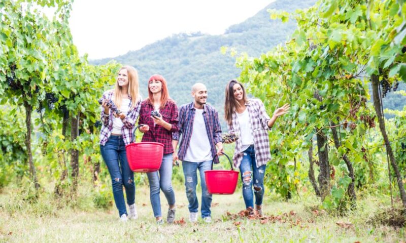 Boscotrecase: Vesuvius Wine Tasting Tour With Lunch - Discover the Charm of the Vesuvius Wine Tasting Tour with Lunch