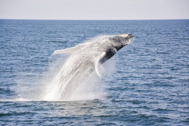 Boston: City Cruises Whale Watching Cruise - Whale Species and Wildlife You’re Likely to See