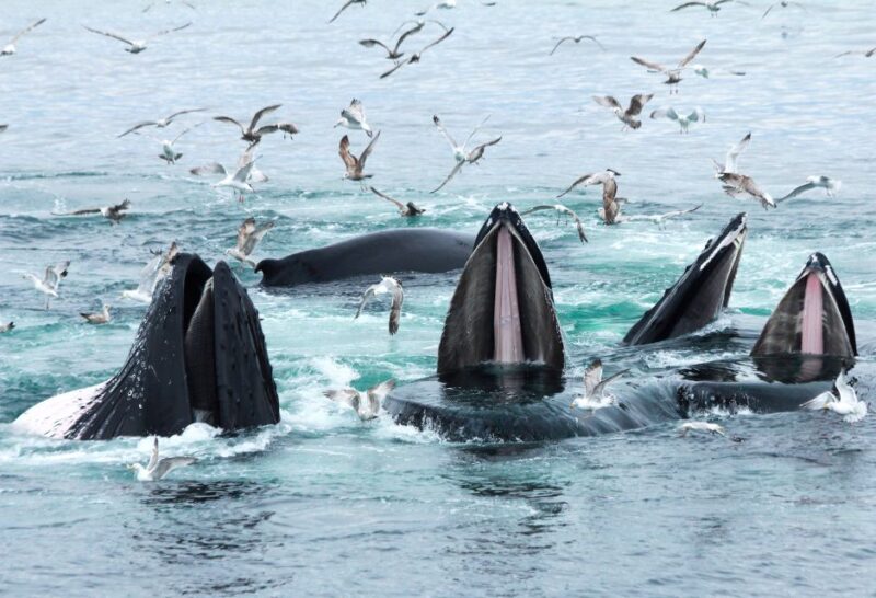 Boston: City Cruises Whale Watching Cruise - Food and Drinks on Board