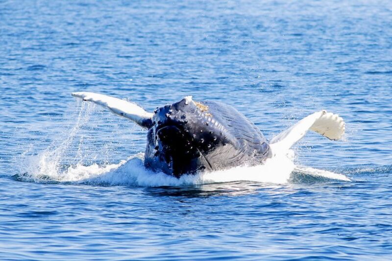 Boston: City Cruises Whale Watching Cruise - Weather and Trip Duration Expectations