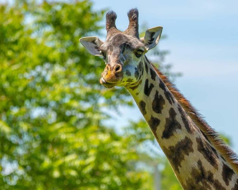 Boston: Franklin Park Zoo Entry Ticket - Franklin Park Zoos Location and How to Find the Entrance