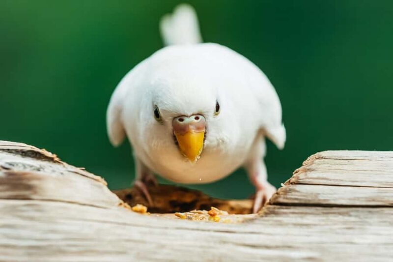 Boston: Franklin Park Zoo Entry Ticket - Kalahari Kingdom: Home to Lions and Other Large African Animals