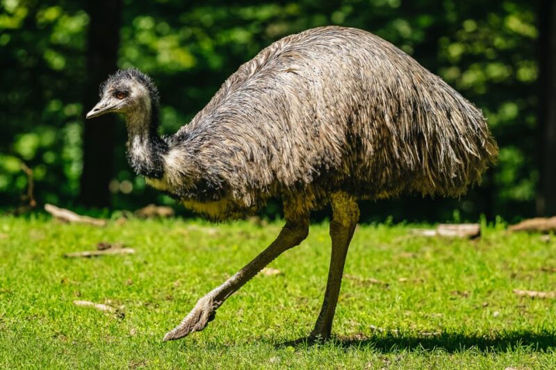 Boston: Franklin Park Zoo Entry Ticket - Outback Trail and Australian Wildlife