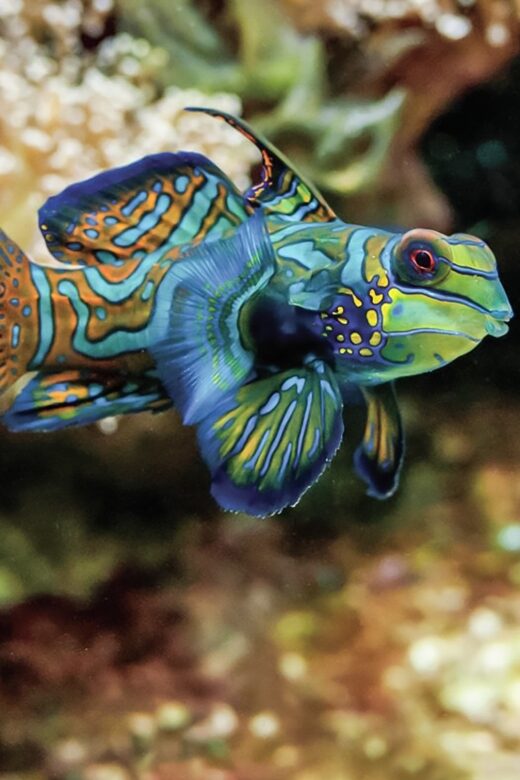 Boston: New England Aquarium Entry + Optional Simons Theatre - Key Points