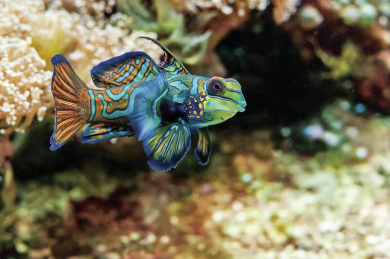 Boston: New England Aquarium Entry + Optional Simons Theatre - The Experience for Families and Solo Visitors