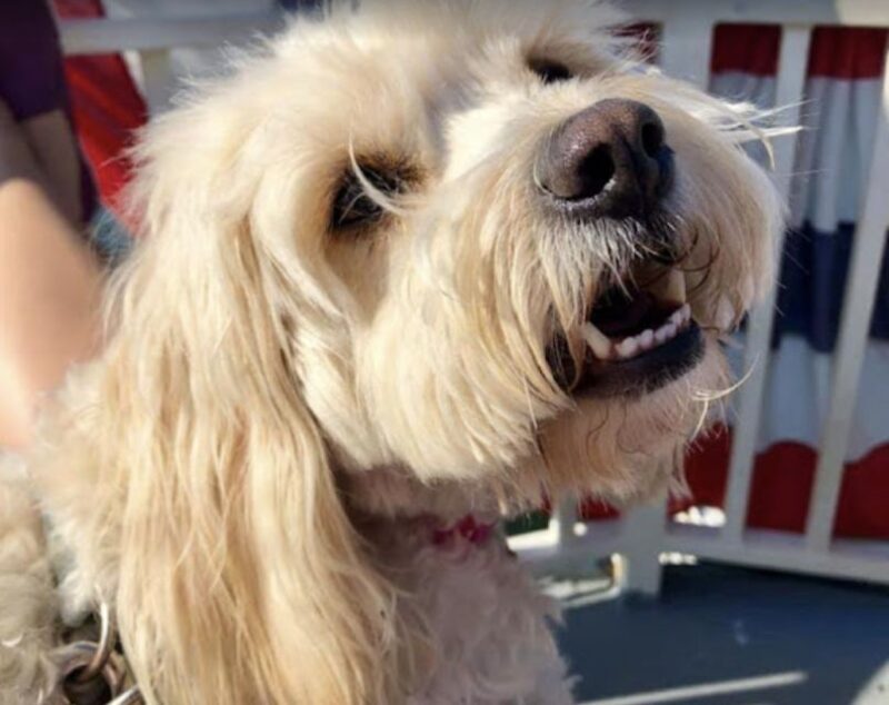 Boston: Scenic Harbor Cruise (Dog-Friendly) - Accessibility and Practical Tips
