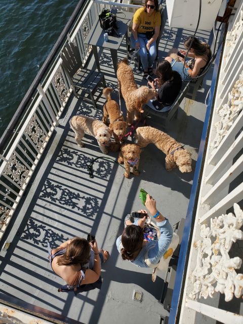 Boston: Scenic Harbor Cruise (Dog-Friendly) - How the Tour Compares to Similar Water Experiences in Boston