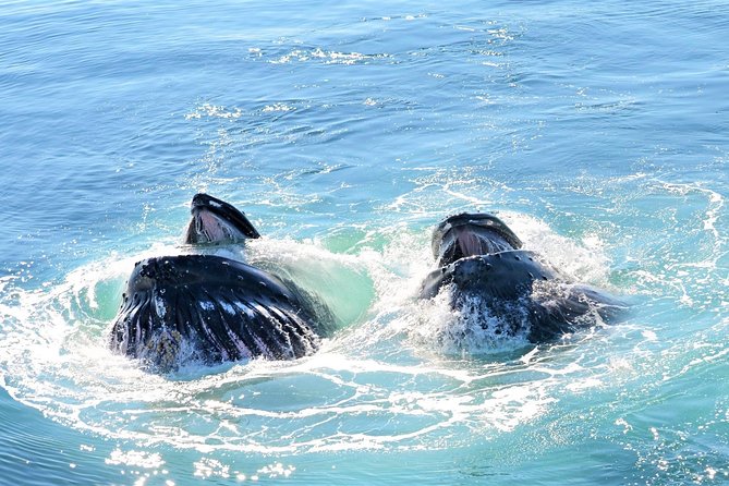 Boston Whale Watching Cruise by High-Speed Catamaran - Key Points