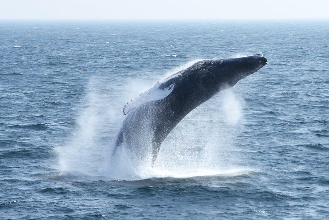 Boston Whale Watching Cruise by High-Speed Catamaran - The Naturalist Guides and Their Expertise
