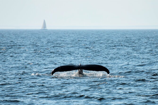 Boston Whale Watching Cruise by High-Speed Catamaran - Additional Features: Extra Comfort and Flexibility
