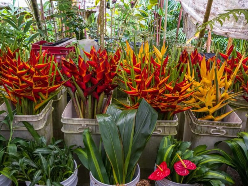 Botanical experience in Argovia: Flowers, Trail, and Tasting - An Engaging Botanical Tour in Chiapas with a Focus on Sustainability