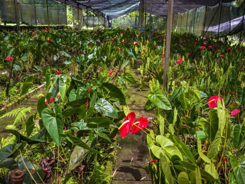 Botanical experience in Argovia: Flowers, Trail, and Tasting - Scenic Trolley Rides Connecting Gardens and Trails