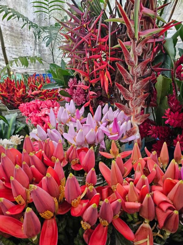 Botanical experience in Argovia: Flowers, Trail, and Tasting - Concluding with a Flower Infusion and Coffee Tasting