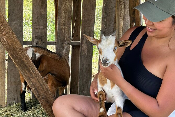 Bottle Feed & Cuddle Baby Goats Tour on Big Island Farm - Meet the Playful Baby Goats at Ohana Ranch for $69