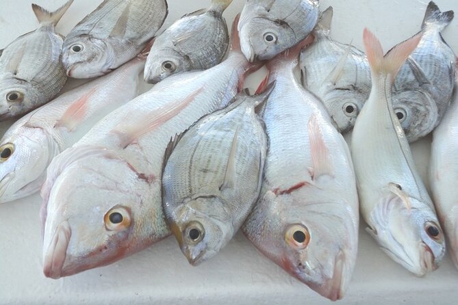 Bottom Fishing Activity from Quarteira - The Location and Starting Point at Vilamoura Marina