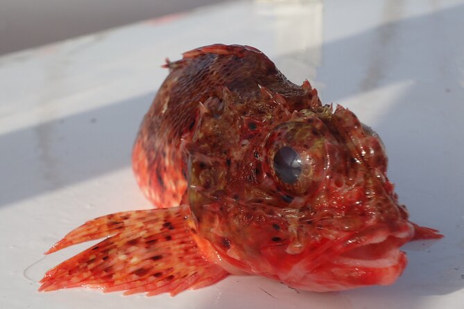 Bottom Fishing Activity from Quarteira - The Fishing Sites and Expected Catches