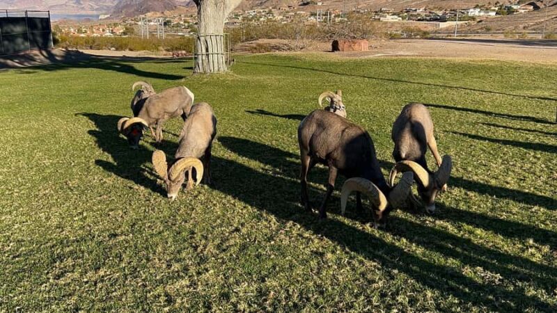 Boulder City: Hemenway Park Guided Tour - Exploring Hemenway Park and Its Surroundings